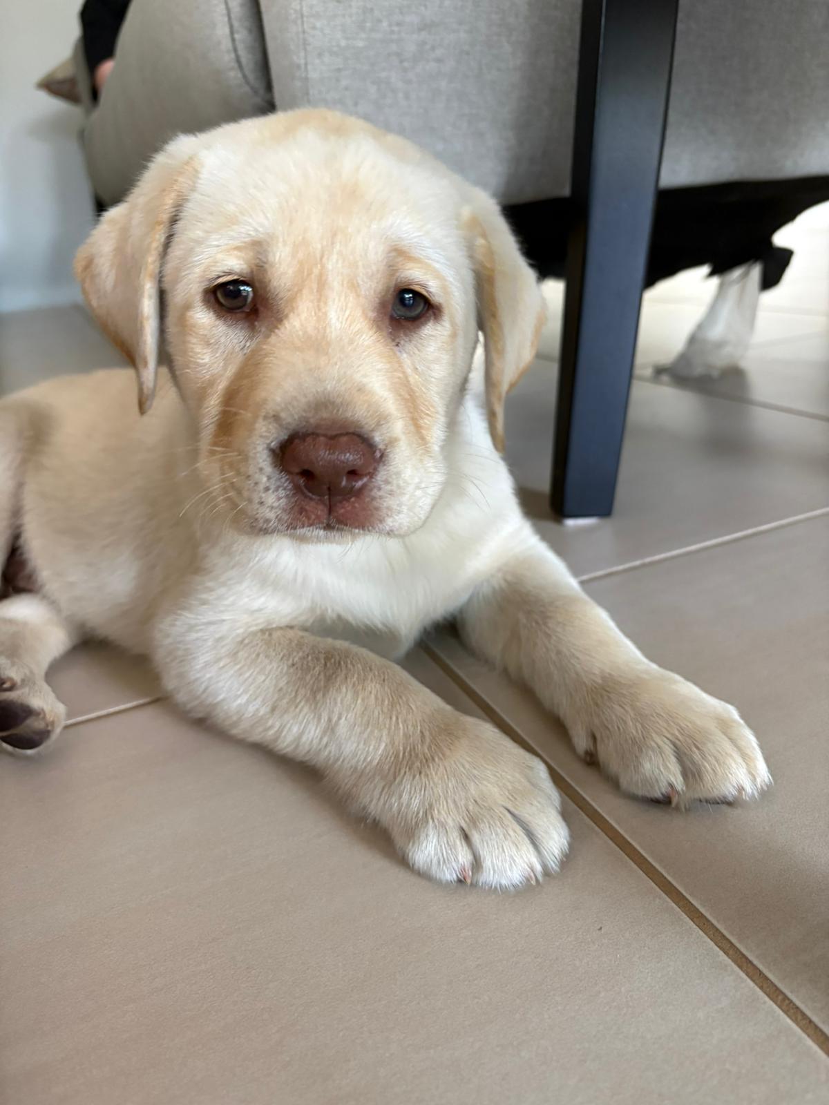 A young yellow Labrador Retriever puppy lying down on light beige tiled flooring, facing the camera. The puppy has creamy blonde fur that appears soft and fluffy, with slightly lighter coloring on its chest and muzzle. It has floppy ears that hang down on either side of its head, dark brown expressive eyes, and a pinkish-brown nose. The puppy's front paws are stretched out in front, showing the characteristically large paws of a growing Lab. Its expression appears calm and gentle as it looks directly at the viewer. In the background, dark furniture legs (possibly a chair or table) are visible, suggesting an indoor home setting. The puppy appears to be approximately 8-12 weeks old based on its proportions and fluffy puppy coat. Please note that this alt text was generated by Qwen AI 