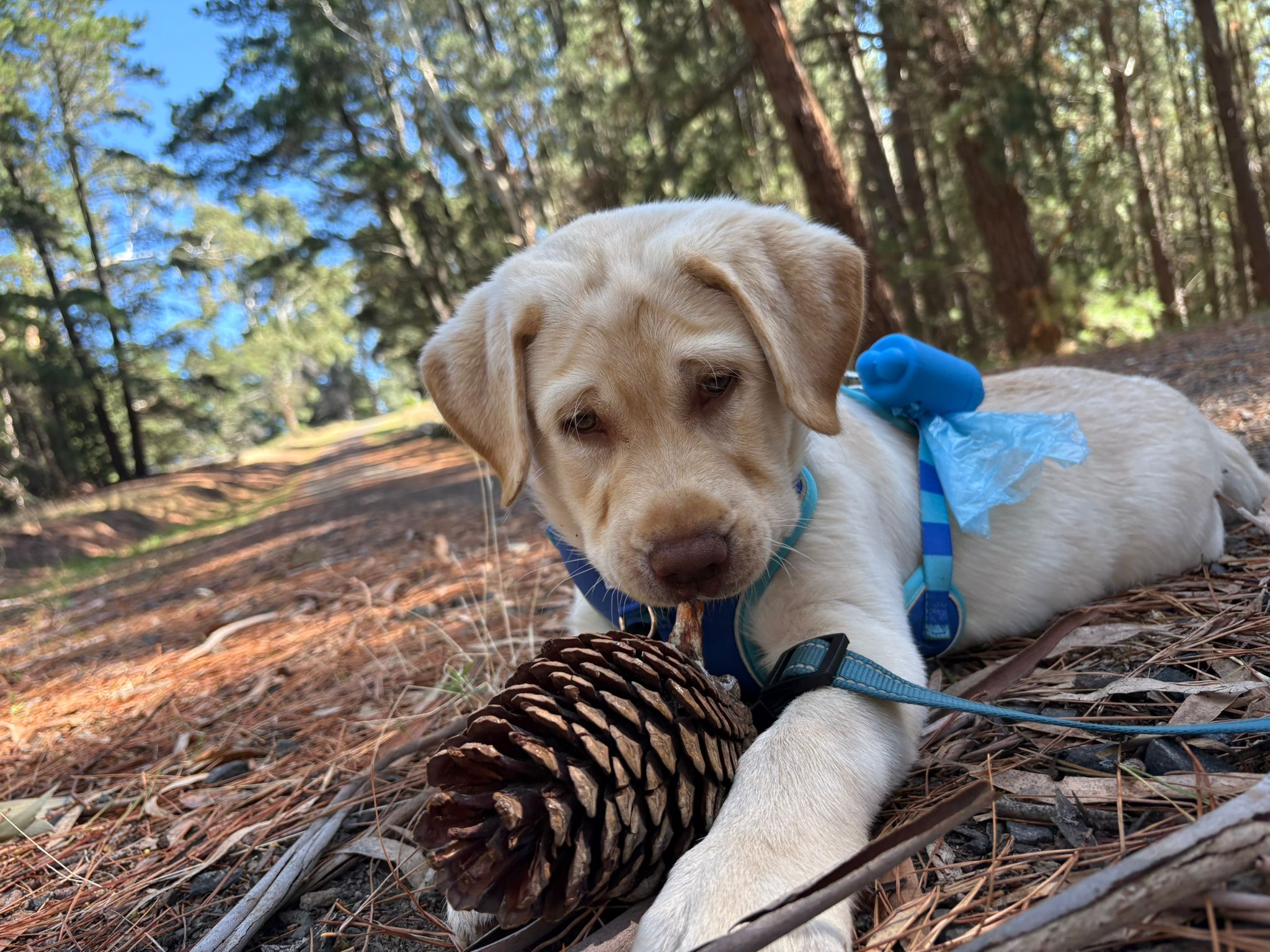 Louis eating a pinecone